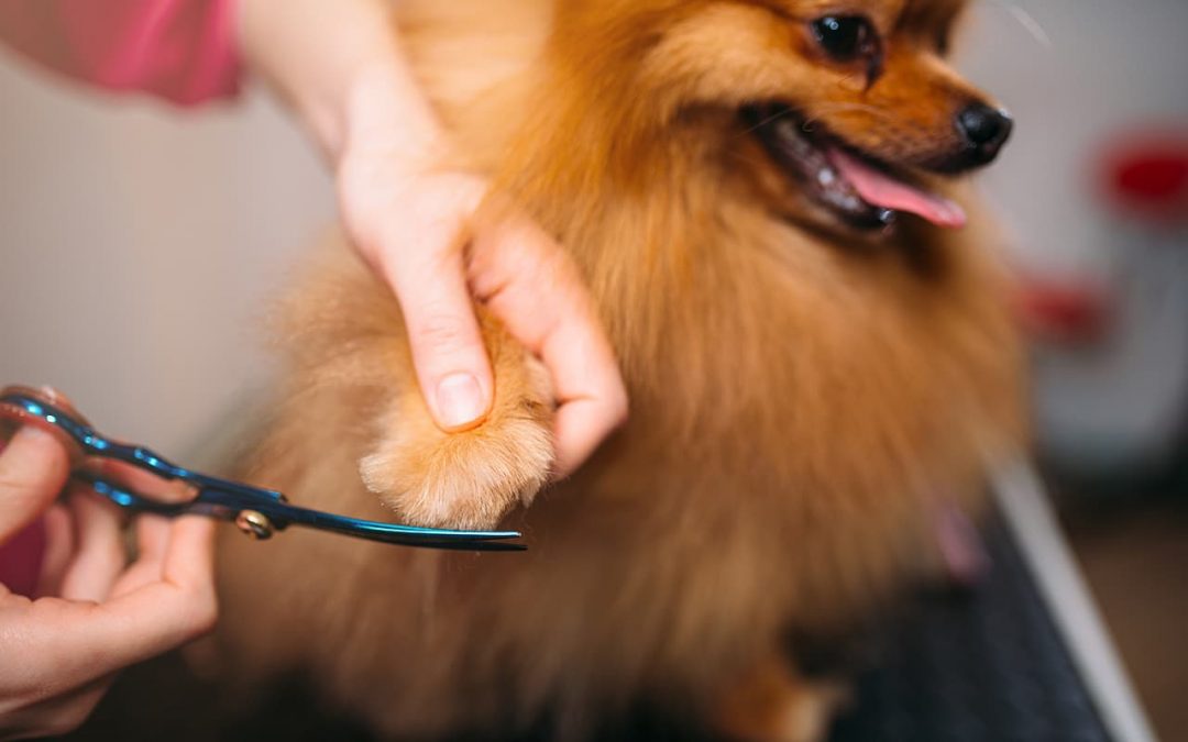Thinking Of Opening Up A Dog Grooming Business? Here’s What You Need To Know